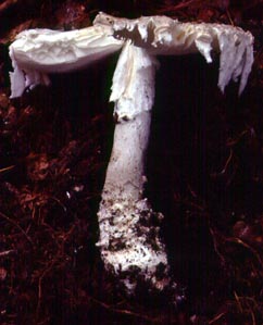 Amanita cinereopannosa Bas -- WV