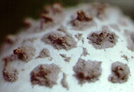 Amanita cinereopannosa Bas - warts on cap of young specimen -- VT
