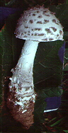 Amanita cinereopannosa Bas - young specimen with rectangular scales on bulb -- VT