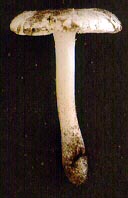 Amanita roanokensis Coker var. roanokensis