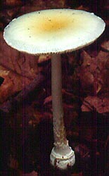 Amanita albocreata - photo from NW New Jersey